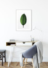 Ficus Leaf