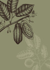 Wild Cocoa