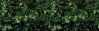 Tropical Wall - View 1