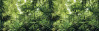 Into the Jungle - View 1