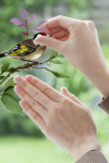 Wedding Birds - View 1