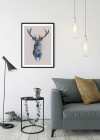 Animals Forest Deer