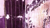 Bubbles Ascending merlot - View 1