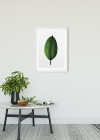 Ficus Leaf