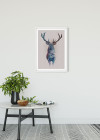 Animals Forest Deer