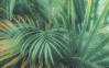 Foggy Fern - View 1