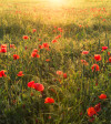 Poppy World I - View 1