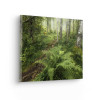 Green Lungs - View 1