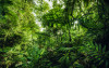Into the Jungle - View 1