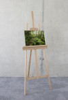 Mystic Birch Grove - View 1
