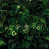 Tropical Wall