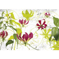 Gloriosa - Thumbnail View 1