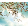 Jolies Chansons - Thumbnail View 1