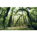 Ancient Green  - Thumbnail View 1