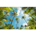 Coconut Heaven  - Thumbnail View 1