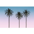 Palm Sunset - Thumbnail View 1