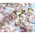 Spring - Thumbnail View 1