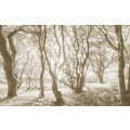 Bleached Birch - Thumbnail View 1