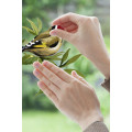 Spring Fever - Thumbnail View 1