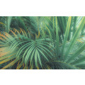 Foggy Fern - Thumbnail View 1