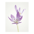 Blossom Splendor  - Thumbnail View 1