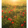 Poppy World I - Thumbnail View 1