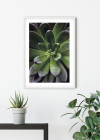 Succulent Single