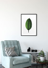 Ficus Leaf