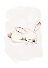 Sleepy Bunny