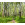 Forêt de Bouleaux - Thumbnail View 1