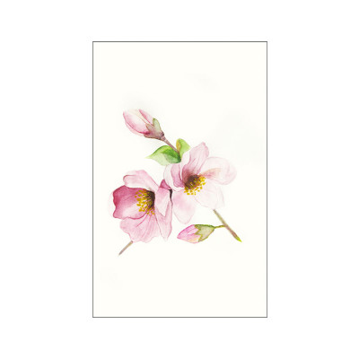 Magnolia Breathe