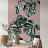 Monstera Rosé - View 1