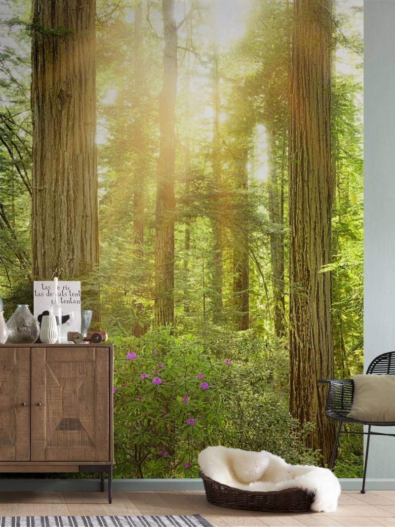 Redwood - View 1