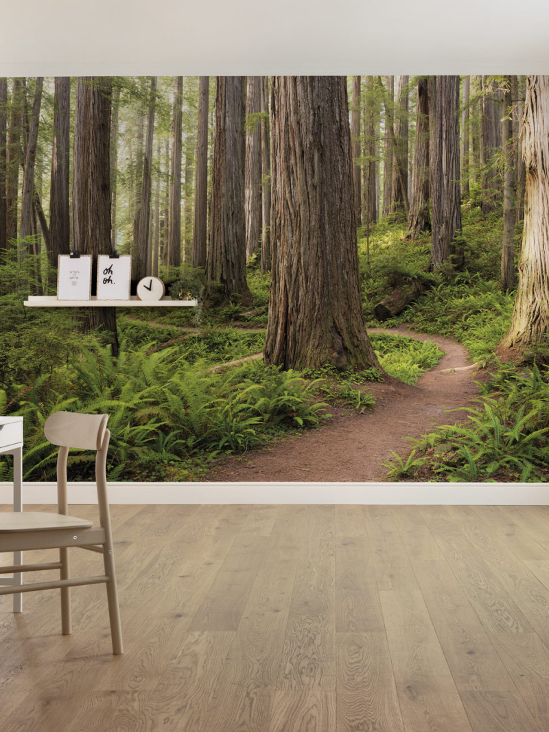 Redwood Trail - View 1
