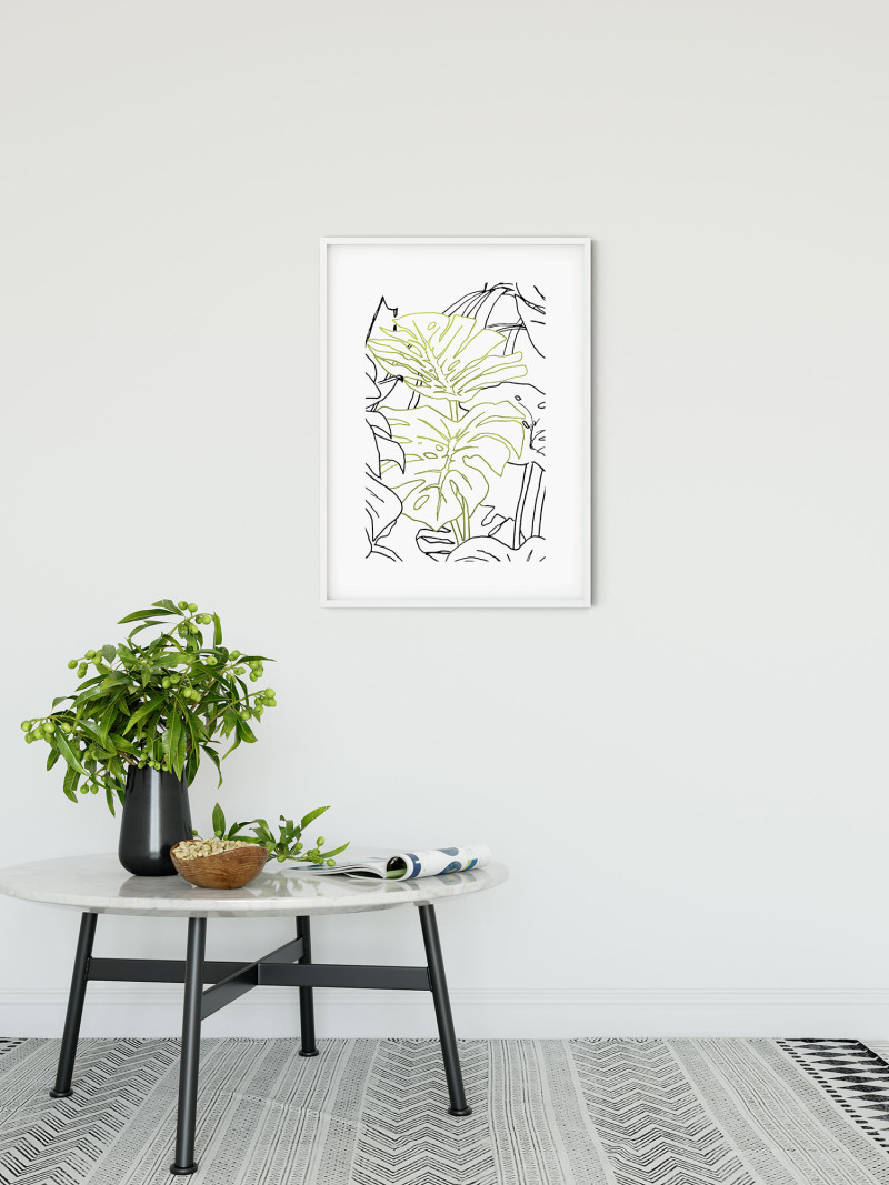 Monstera Borsigiana - View 1