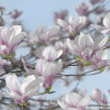 Magnolia - Thumbnail View 1