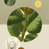 Ficus Leaf