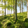 Zauberhaftes Buchenspektakel - Thumbnail View 1