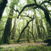 Redwood Trail - Slider Item - View 1