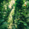 Green Leaves  - Thumbnail View 1