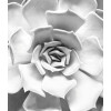 Succulent Closeup - Thumbnail View 1