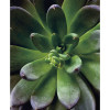 Succulent Single - Thumbnail View 1