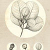 Transparent Leaf - Thumbnail View 1