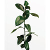 Ficus Branch - Thumbnail View 1
