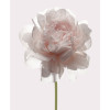 Rose - Thumbnail View 1