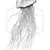 Jellyfish White - Thumbnail View 1