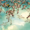Sakura - Thumbnail View 1