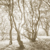 Orange Forest - Slider Item - View 1