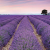 Provence - Thumbnail View 1