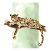 Jungle Expedition - Slider Item - View 1